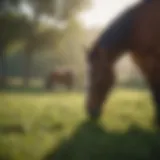 A lush pasture filled with high-quality forage for horses