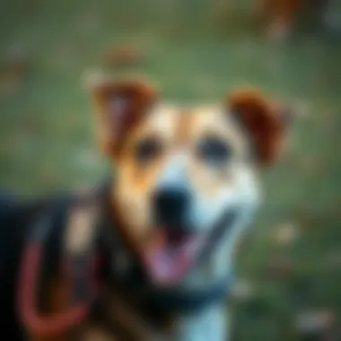 Potential Side Effects of Adaptil Collar Illustration of potential side effects of Adaptil collars