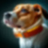 A close-up of a flea collar on a pet's neck