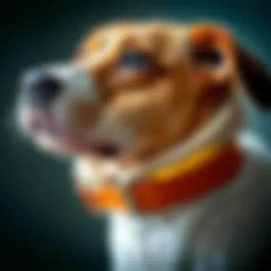 A close-up of a flea collar on a pet's neck