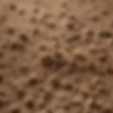 A close-up of chewy lightweight cat litter showcasing its unique texture