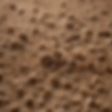 Chewy Lightweight Cat Litter Texture A close-up of chewy lightweight cat litter showcasing its unique texture