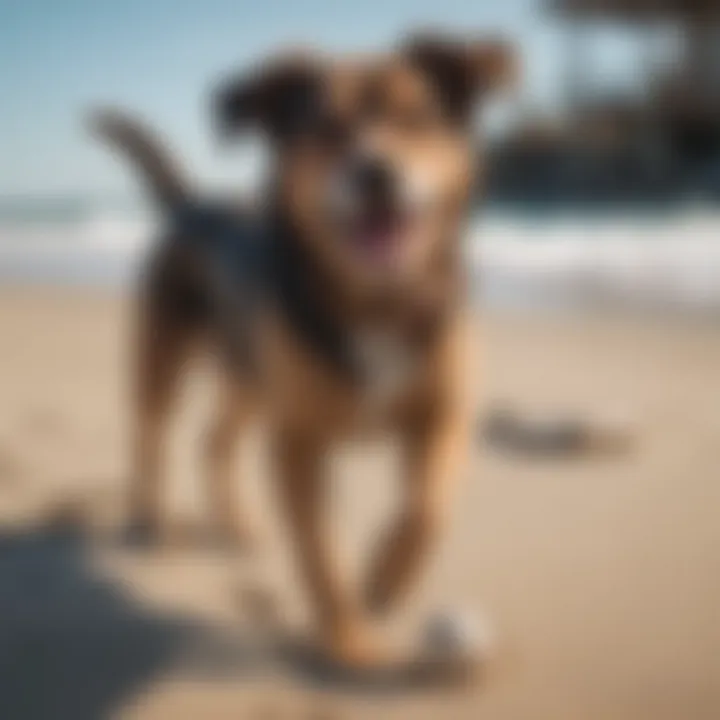 A happy dog playing on the beach near Galveston