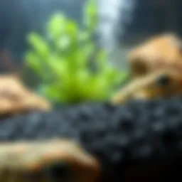Exploring Imagitarium Frosted Black Aquarium Gravel Introduction