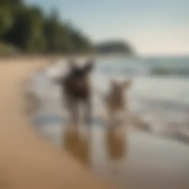 A group of dogs playing fetch with their owners at a designated dog beach area.