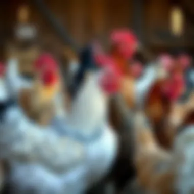 Diverse Laying Hen Breeds Different laying hen breeds in a farmyard setting