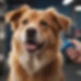 A happy dog being groomed at PetSmart
