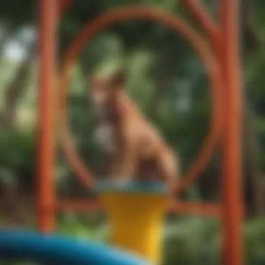 A playful dog navigating through a colorful jungle gym designed for canine exercise.