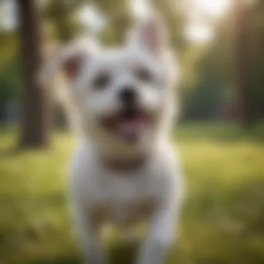 Playful hypoallergenic dog in a park