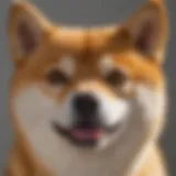 A close-up of a Japanese Shiba Inu showcasing its unique facial features and upright ears