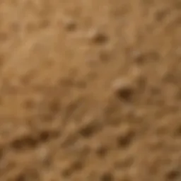 Close-up of brewer's yeast granules, highlighting their texture and color