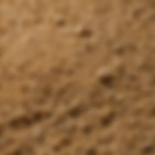 Close-up of brewer's yeast granules, highlighting their texture and color