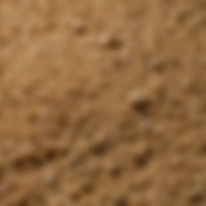 Close-up of brewer's yeast granules, highlighting their texture and color