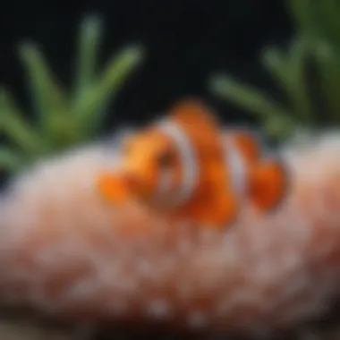 Clownfish and Anemone Symbiosis Close-up of a clownfish nestled in an anemone