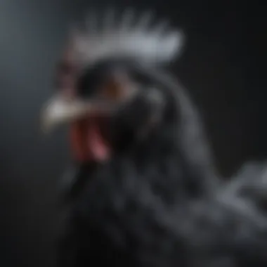 A striking image of an Ayam Cemani chicken, known for its all-black features, including feathers and skin.