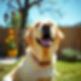 A playful yellow Labrador Retriever in a sunny backyard