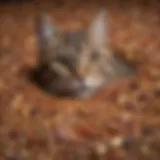 Close-up of Exquisicat litter granules showcasing texture and color