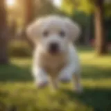 A playful Labrador puppy in a sunny park setting.