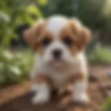 Cava Tzu puppy playing in a garden