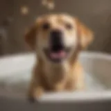 Labrador enjoying a bath with vibrant shampoo