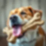 A large dog joyfully chewing on a giant bone