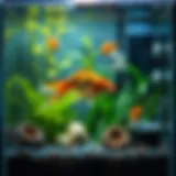 A well-maintained goldfish aquarium showcasing aquatic plants and decorations.