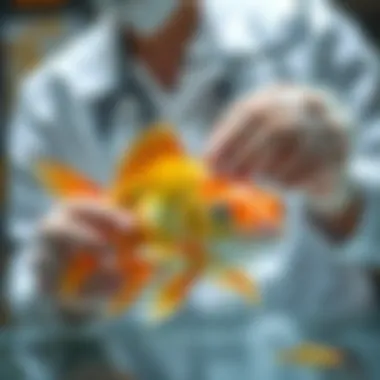 Goldfish Health Management A veterinarian examining a goldfish for health assessment.