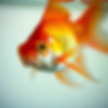 Recognizing Distress in Goldfish Signs of distress in goldfish, highlighting behavioral changes.