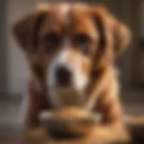 A dog enjoying a bowl of grain-free food