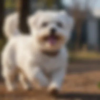 A happy Maltese dog playing outdoors, reflecting optimal health and vitality.