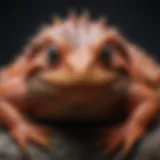 Thermal gradient in a reptile habitat