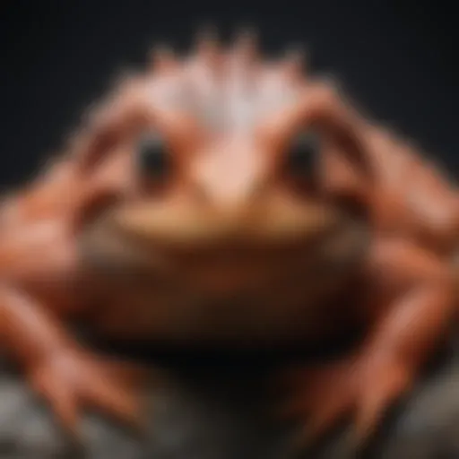Thermal gradient in a reptile habitat