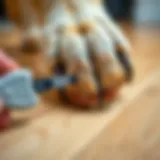 Heavy duty dog nail file in use on a dog's paw