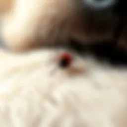 Close-up of a dead tick on a dog's fur