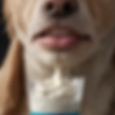 Hydrocortisone Cream for Veterinary Care Close-up of hydrocortisone cream tube for veterinary use