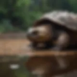 A hypo snapping turtle showcasing its distinctive coloration and features.