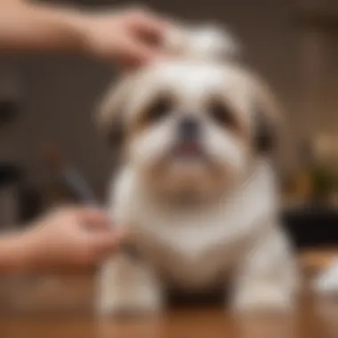 Bonding Time: Grooming Your Shih Tzu An owner brushing a Shih Tzu in a comfortable and calm environment