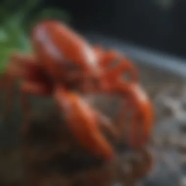 Close-up of a crawfish showcasing its unique features