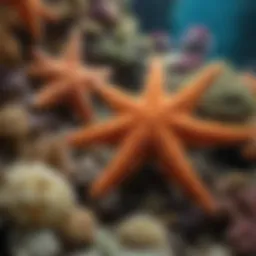 A vibrant reef tank showcasing various starfish species among corals and sea anemones