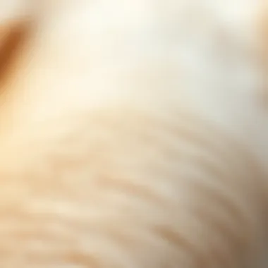 Understanding Labrador Fur Characteristics Close-up of Labrador Retriever fur showing its texture