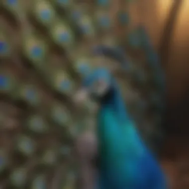 Varieties of Peacocks and Their Unique Colors Different varieties of peacocks showcasing their unique colors