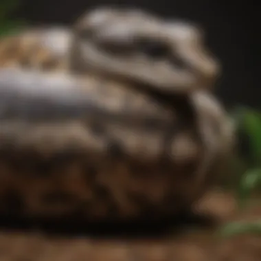 Maintaining a Clean Repti Bark Habitat for Ball Pythons Cleaning and maintaining Repti Bark in a Ball Python enclosure