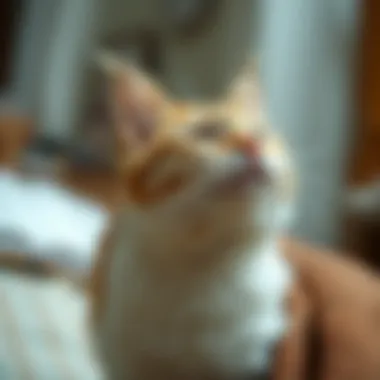 Understanding Feline Behavior Feline behavior cues observed in a relaxed cat