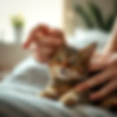 Bonding Through Gentle Touch Cat owner gently petting a relaxed cat