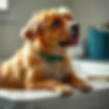 High-efficiency washer designed for pet hair removal