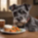 A miniature schnauzer puppy enjoying a nutritious meal