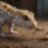 Feeding leopard gecko with live insects
