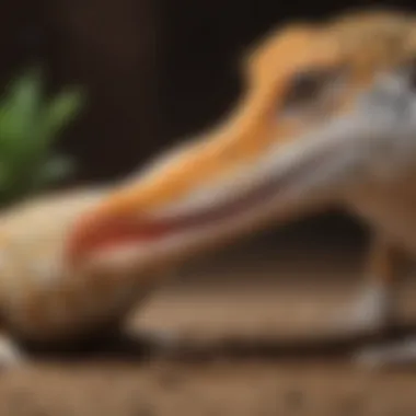 Leopard Gecko in Its Habitat Feeding Leopard gecko in its habitat feeding