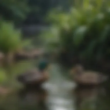 Ducks Foraging in Their Natural Habitat Ducks happily foraging in a pond with aquatic plants