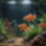 Illustration of a high-quality aquarium filter system